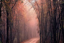 直播平台-美国逆转巴西，科曼惊艳世界——足球奇迹再现